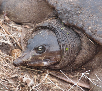 [The turtle's head is retracted accordian-style and the one visible eye is definitely looking at the camera. This is a close-up shot of just the head.]